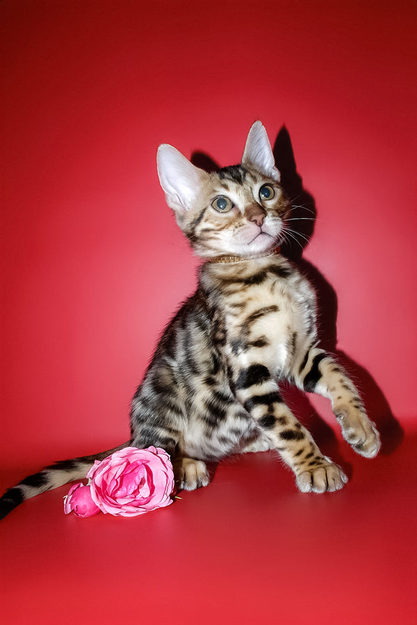 Ketti | Bengal Kitten