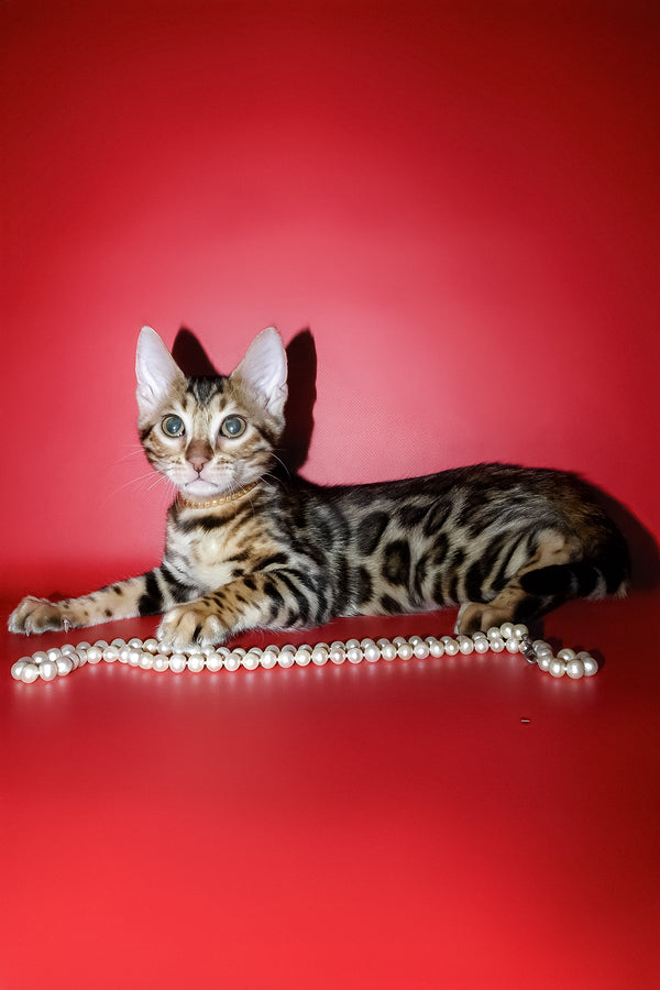 Ketti | Bengal Kitten