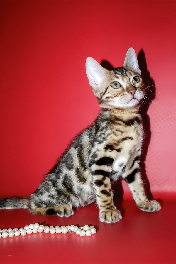 Ketti | Bengal Kitten