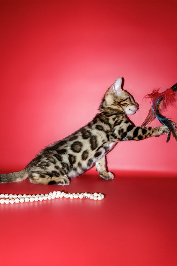 Ketti | Bengal Kitten