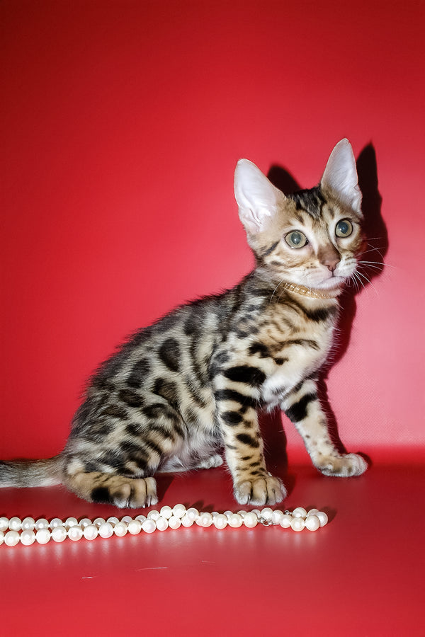 Ketti | Bengal Kitten