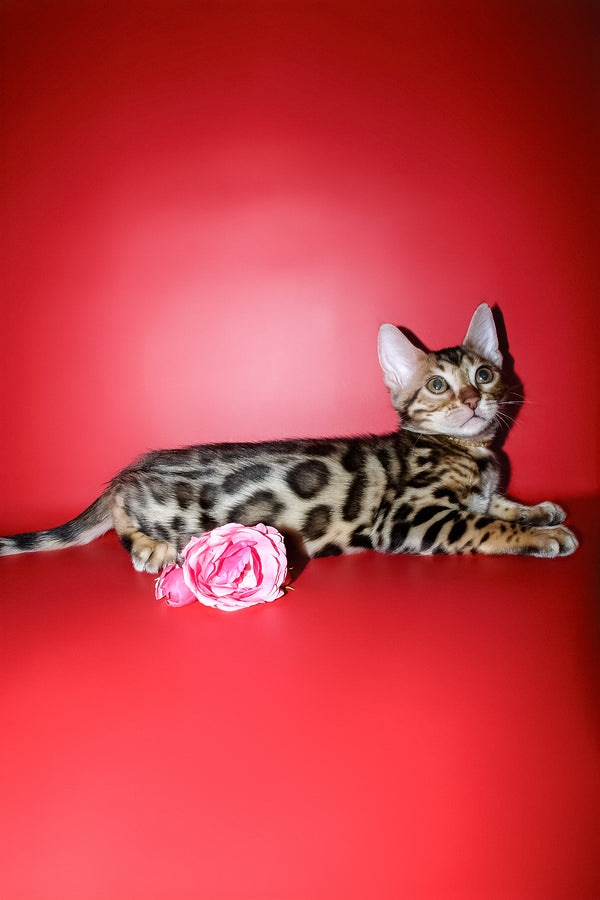 Ketti | Bengal Kitten