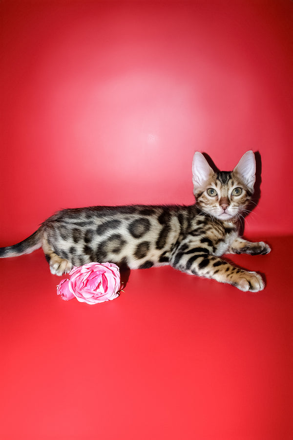 Ketti | Bengal Kitten
