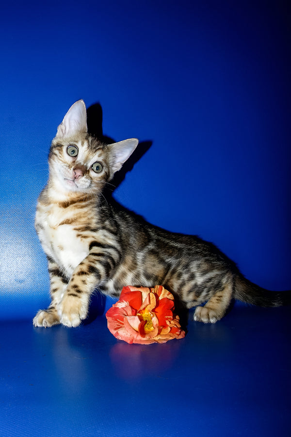 Kevin | Bengal Kitten