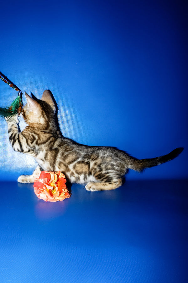 Kevin | Bengal Kitten