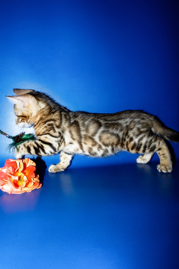 Kevin | Bengal Kitten
