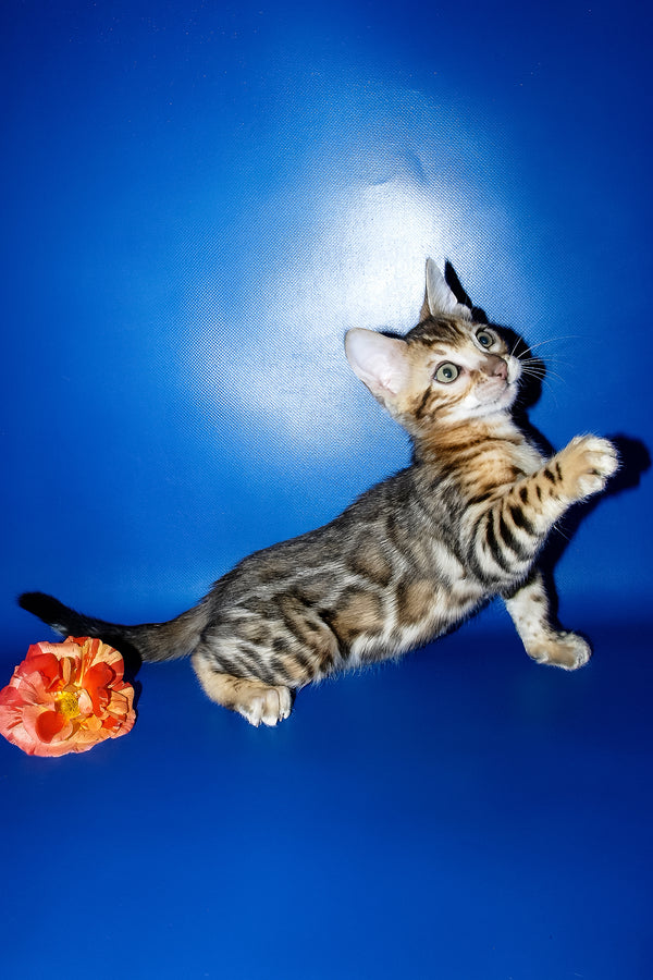 Kevin | Bengal Kitten