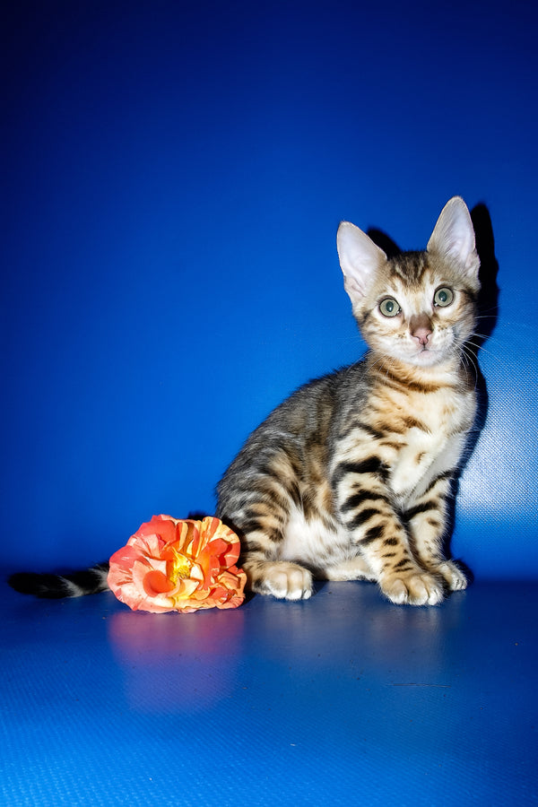 Kevin | Bengal Kitten