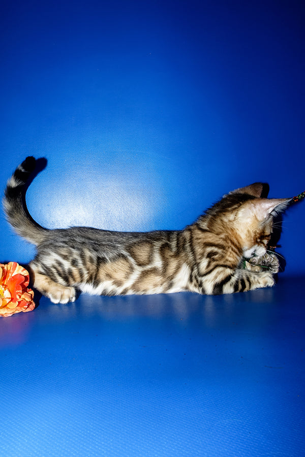 Kevin | Bengal Kitten