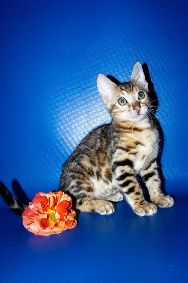 Kevin | Bengal Kitten