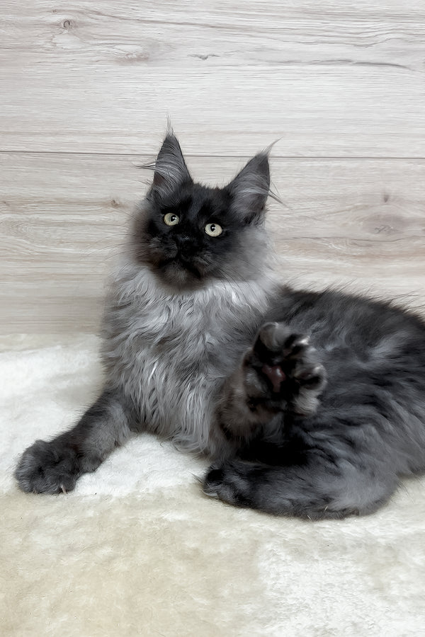 King | Maine Coon Kitten