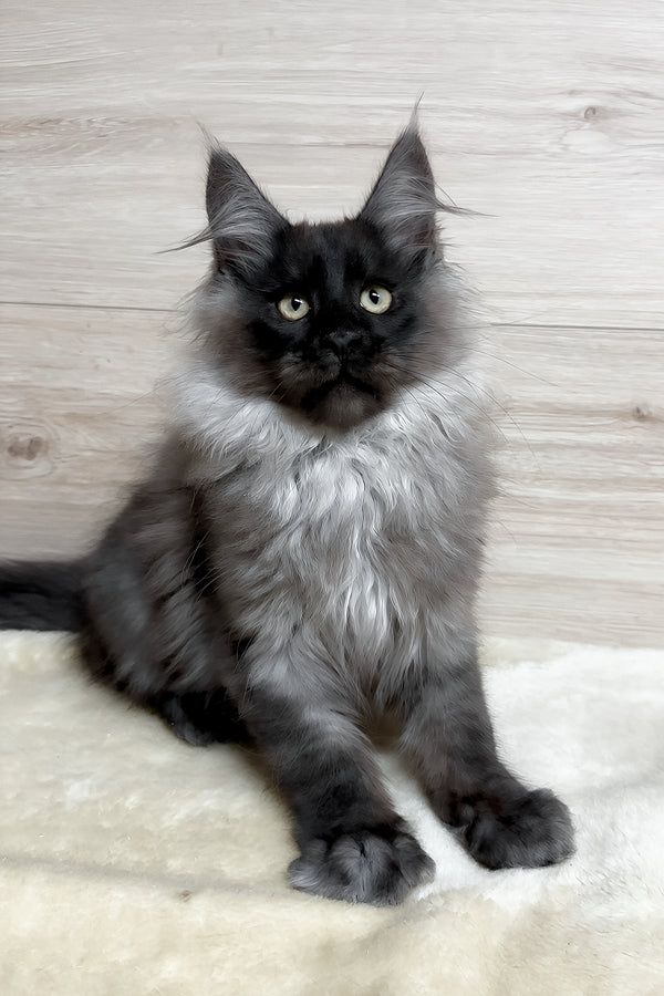 King | Maine Coon Kitten