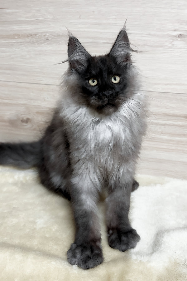 King | Maine Coon Kitten