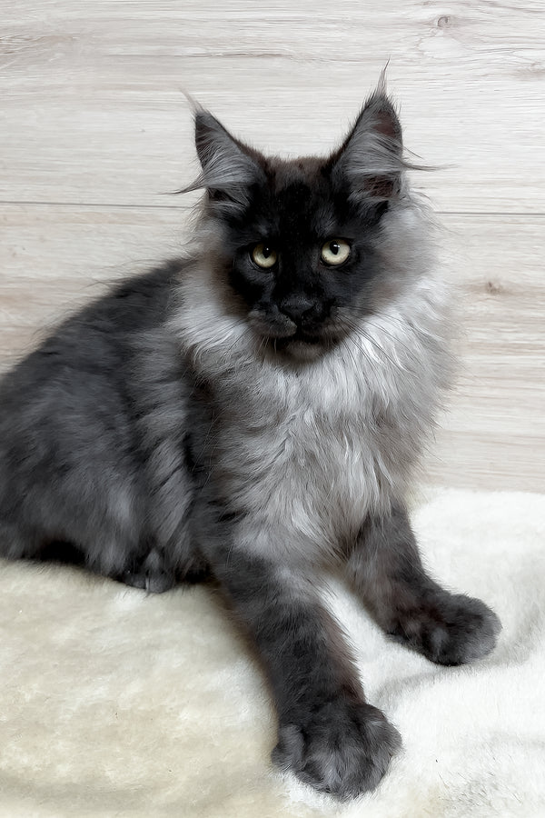 King | Maine Coon Kitten
