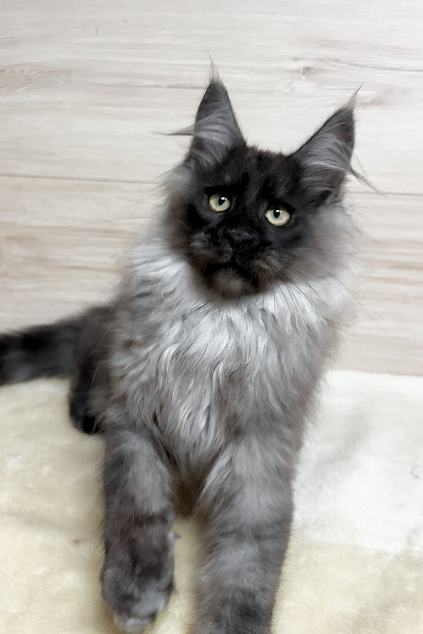 King | Maine Coon Kitten