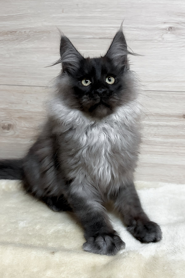 King | Maine Coon Kitten