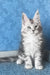 Kiski | Maine Coon Kitten