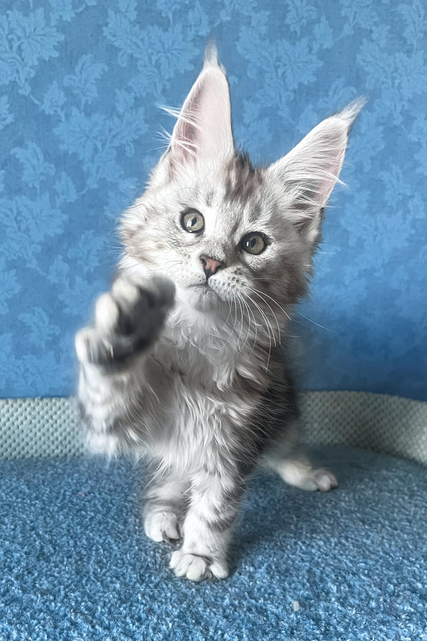 Kiski | Maine Coon Kitten