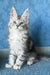 Kiski | Maine Coon Kitten