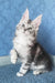 Kiski | Maine Coon Kitten