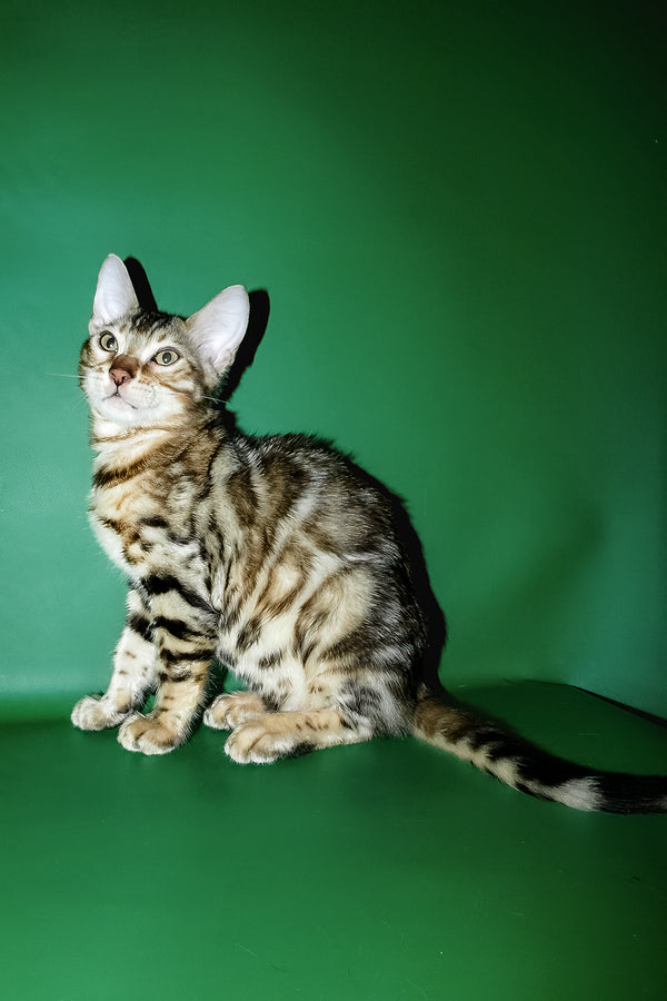 Klad bengal kitten purebred kitties with sleek silver fur green eyes and comprehensive health guarantee against green backdrop
