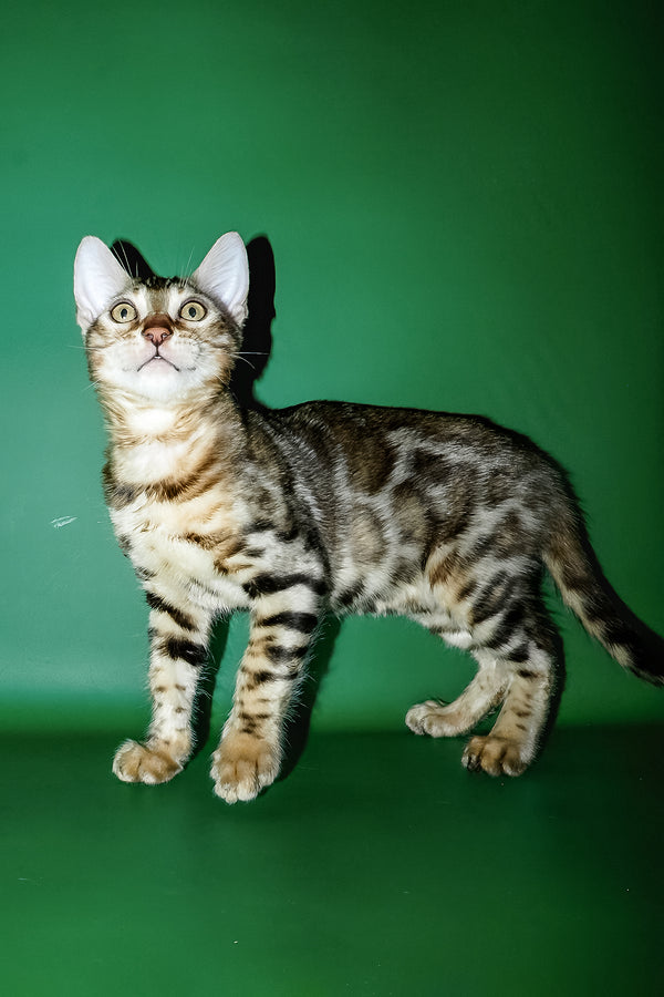 A sleek bengal kitten with silver and black rosette markings standing alert on green purebred kitties with health guarantee