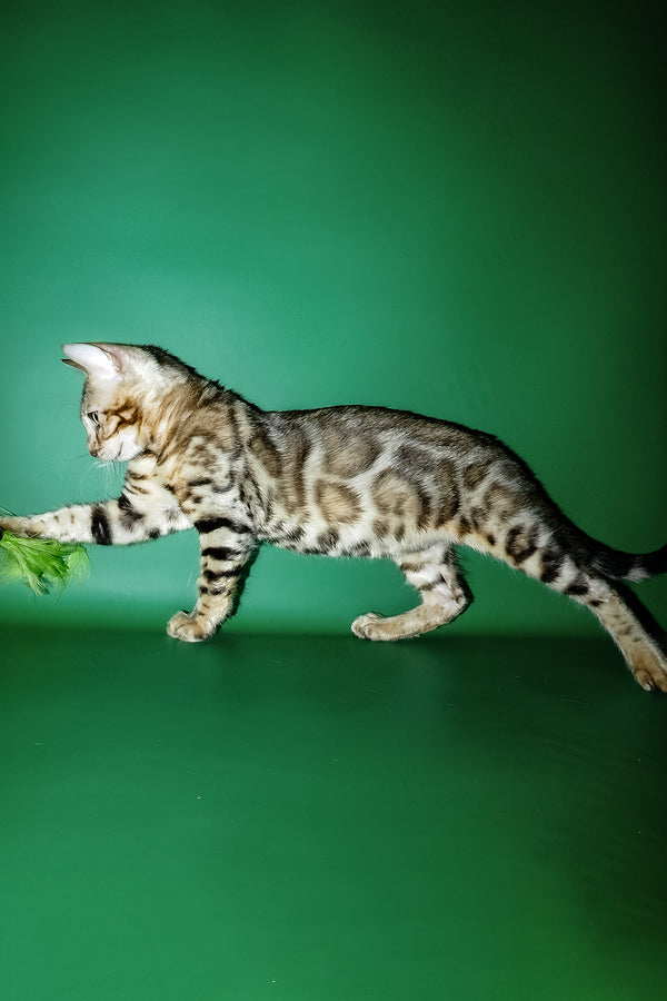 A sleek bengal kitten with golden-brown rosettes mid-stride on green grass showcasing purebred kitties quality and comprehensive health guarantee