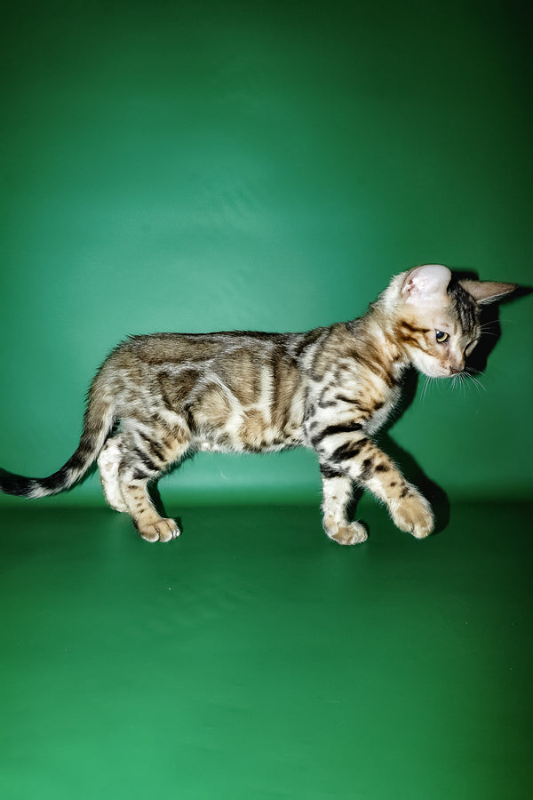 A sleek bengal kitten with silver and black rosette markings for purebred kitties with comprehensive health guarantee