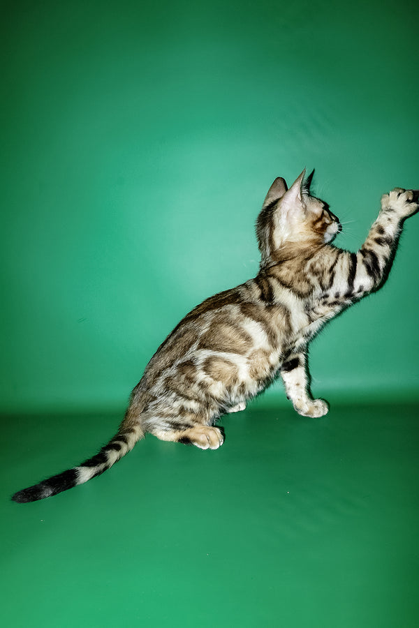 A sleek silver bengal kitten with black and tan rosette markings offered by klad with comprehensive health guarantee for purebred kitties
