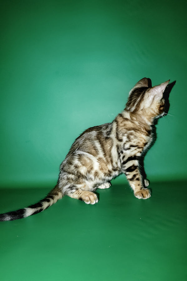 A sleek bengal kitten with a silver and black spotted coat against green background purebred kitties with health guarantee