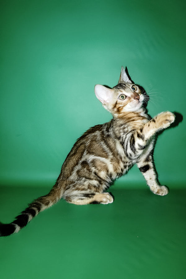 A playful bengal kitten with silver black stripes and green eyes from klad featuring purebred kitties and health guarantee