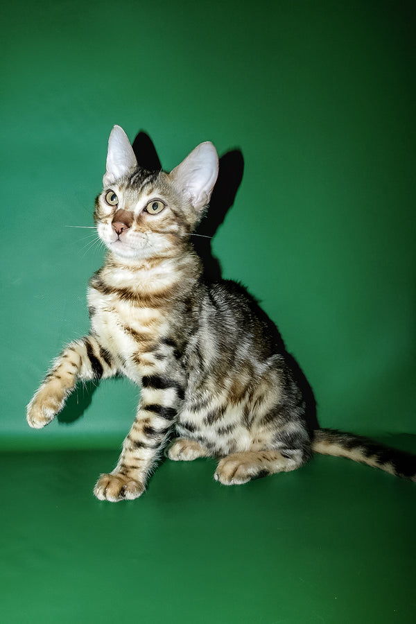 A sleek silver bengal kitten with green eyes and spotted coat posing against green background with comprehensive health guarantee