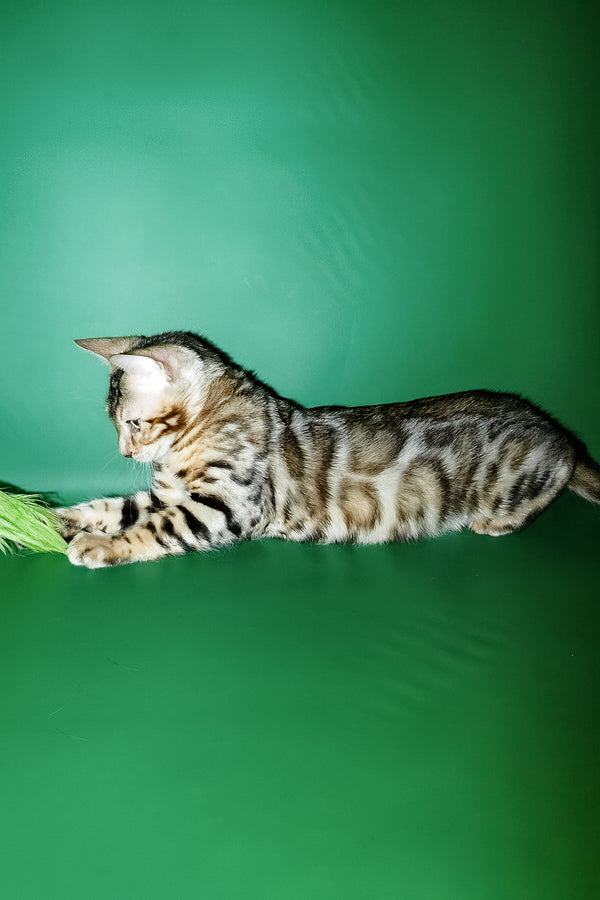 A sleek silver bengal kitten with black and tan rosette markings lying playfully against a green backdrop for purebred kitties with comprehensive health guarantee