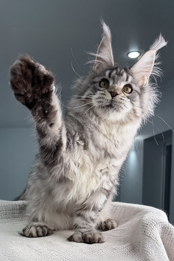 Kometa | Polydactyl Maine Coon Kitten
