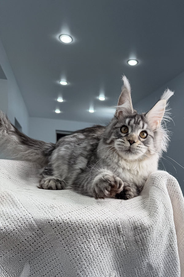 Kometa | Polydactyl Maine Coon Kitten
