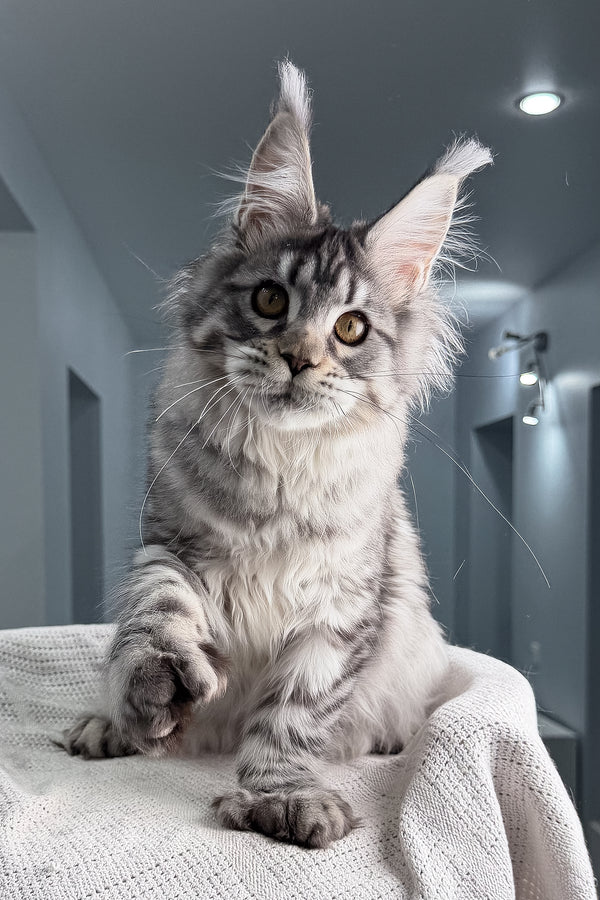 Kometa | Polydactyl Maine Coon Kitten