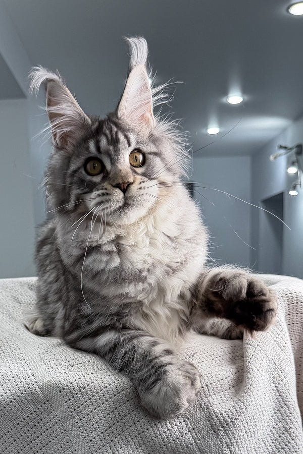 Kometa | Polydactyl Maine Coon Kitten