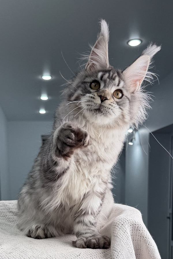 Kometa | Polydactyl Maine Coon Kitten