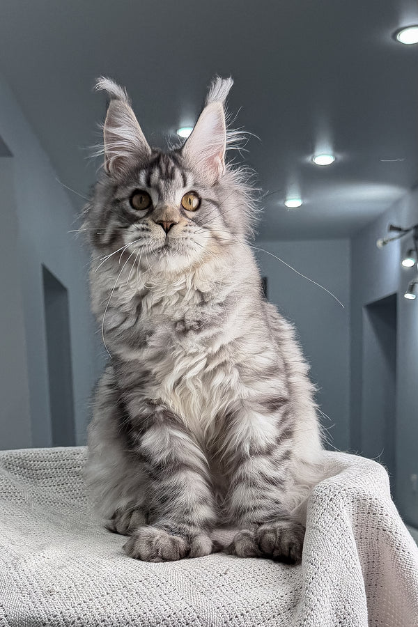 Kometa | Polydactyl Maine Coon Kitten