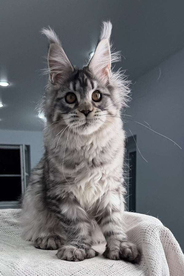 Kometa | Polydactyl Maine Coon Kitten
