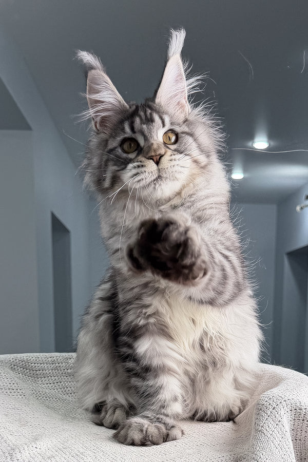 Kometa | Polydactyl Maine Coon Kitten