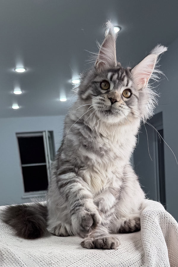 Kometa | Polydactyl Maine Coon Kitten