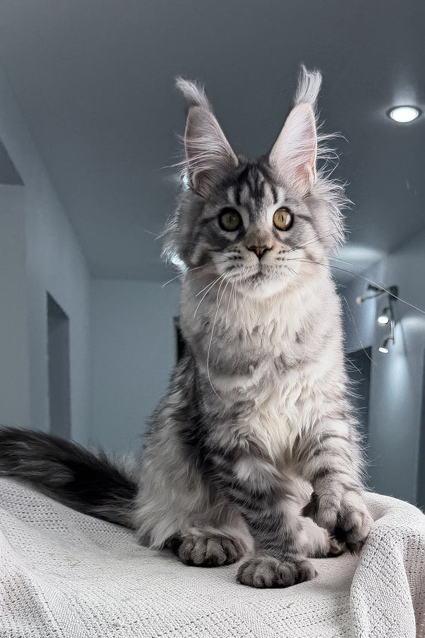 Kometa | Polydactyl Maine Coon Kitten