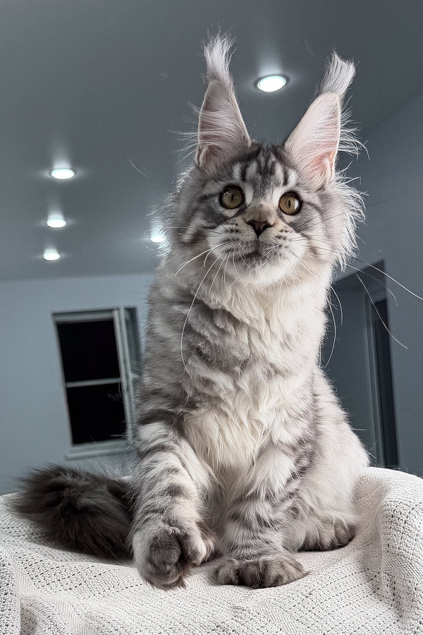 Kometa | Polydactyl Maine Coon Kitten