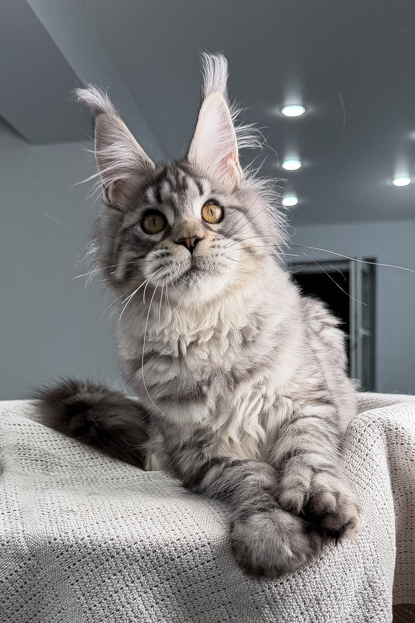 Kometa | Polydactyl Maine Coon Kitten
