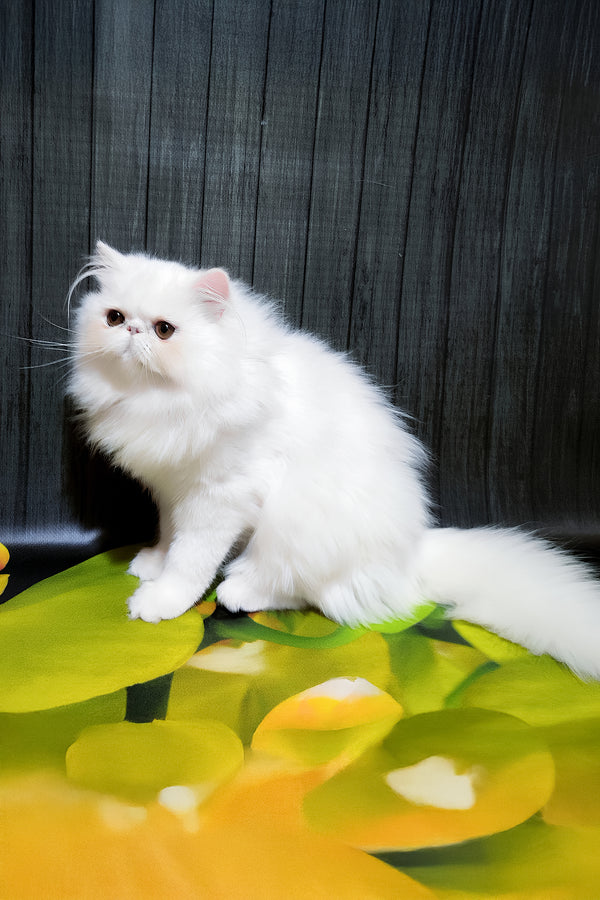 Kralya | Persian Kitten