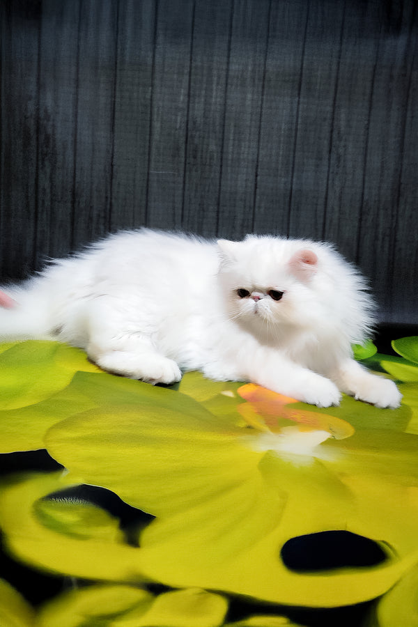 Kralya | Persian Kitten