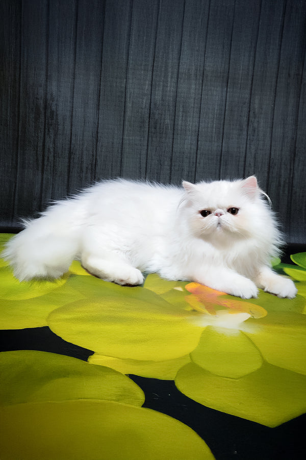 Kralya | Persian Kitten