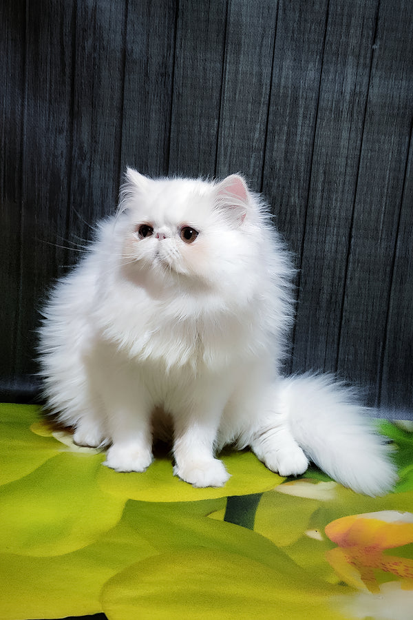 Kralya | Persian Kitten