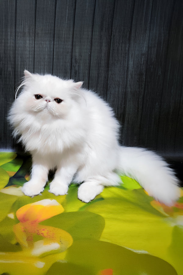 Kralya | Persian Kitten